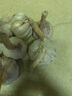 鶴來香山東金鄉(xiāng)大蒜頭紫皮新蒜蔬菜大祘農家多瓣新鮮紅皮蒜當季新大頭蒜 精品【干蒜中果】帶箱2斤 精品新大蒜 曬單實拍圖