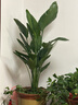 雙盟天堂鳥(niǎo)大型植物客廳綠植盆栽辦公室內鶴望蘭好養落地網(wǎng)紅源頭直發(fā) 曬單實(shí)拍圖