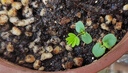 波思菊彩葉含羞草種子四季易種花卉盆栽植物種子陽(yáng)臺庭院種植含羞草種子 彩葉含羞草100粒+土肥 曬單實(shí)拍圖