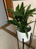 【熱銷款】白掌一帆風(fēng)順盆栽水培植物室內(nèi)花綠植紅掌發(fā)財(cái)樹(shù)吸甲醛 特級(jí)白掌帶花+繁星自吸盆 曬單實(shí)拍圖