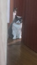 淳果一木 黃心獼猴桃 黃金奇異果金果獼猴桃河南 新鮮水果 生鮮 水果 5斤 精選巨無霸大果 單果100克+ 曬單實拍圖