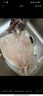 一蝦一世界新鮮冷凍大號三去魷魚(yú)系列 生鮮火鍋燒烤食材海鮮水產(chǎn) 三去大魷魚(yú) 5斤(凈重)  【免處理】 曬單實(shí)拍圖