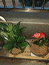 白掌盆栽綠植花卉室內客廳好養一帆風(fēng)順四季開(kāi)花凈化空氣觀(guān)賞盆景美觀(guān) 特級大號白掌（原盆）+肥料 含盆 曬單實(shí)拍圖
