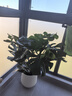 大型植物發(fā)財樹搖錢樹檸檬樹天堂鳥盆栽綠植辦公室內(nèi)喬遷開業(yè)佳品 龜背竹60-70cm 含盆 曬單實(shí)拍圖
