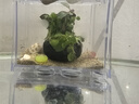 瘋狂水草（FKSC）魚缸水草真水草凈化底部水草坨草水榕皇冠草趴地矮珍珠直接入缸 大紅葉虎耳混合小坨 曬單實拍圖