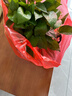 雙盟綠蘿盆栽除甲醛花卉綠植辦公室新房?jì)艋諝?80加侖4盆裝源頭直發(fā) 曬單實(shí)拍圖