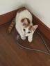 它為先 NEEDCAT費洛蒙貓咪信息素噴霧貓咪防應激噴霧情緒安撫 曬單實(shí)拍圖