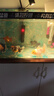 沃韋朗立凈寶魔立凈活性炭魚缸過濾材料除異味除臭黃 沃韋朗立凈寶【3盒】 曬單實拍圖