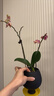 歐芽蝴蝶蘭盆栽帶花苞客廳辦公室桌面四季好養花卉綠植開(kāi)業(yè) 橙紅色系蝴蝶蘭【6花劍 帶花苞】+陶瓷花盆 曬單實(shí)拍圖