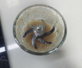 蘇泊爾（SUPOR）寶寶輔食機(jī) 嬰兒輔食鍋蒸煮攪一體多合一工具 6葉單杯全鋼刀 FB18 曬單實(shí)拍圖