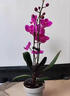 臨雅帶花發(fā)貨蝴蝶蘭盆栽花卉綠植室內大花富貴鳥(niǎo)四梗冠軍杯源頭直發(fā) 曬單實(shí)拍圖