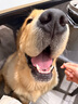 憨憨寵狗繩P繩訓犬P鏈狗狗牽引繩遛狗繩狗鏈子防爆沖中大型犬拉布拉多 2.2米加長(cháng)款 粉色 直徑1cm 建議1-120斤內 曬單實(shí)拍圖