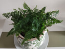 狼尾蕨盆栽室內蕨類(lèi)植物小盆景四季常綠水培綠植辦公室盆景好養活 【優(yōu)選迷你90#狼尾蕨】基地原盆 曬單實(shí)拍圖