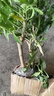 夜來(lái)香花樹苗夜來(lái)香盆栽花卉植物室內(nèi)驅(qū)蚊花苗濃香四季開花吸甲醛 特大苗2顆【當(dāng)年開花爆滿】+送肥 曬單實(shí)拍圖