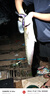 民間藝人成品子線(xiàn)雙鉤手工綁好魚(yú)鉤魚(yú)線(xiàn)金袖伊勢尼有刺白條鯽鯉釣魚(yú)套裝 曬單實(shí)拍圖