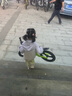 鳳凰（Phoenix）平衡車(chē)兒童平衡車(chē)1-3歲鳳凰兒童平衡車(chē)4-6歲寶寶平衡車(chē)兒童滑步車(chē) 14寸亮綠色丨一體輪+充氣胎+禮包 曬單實(shí)拍圖