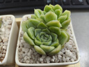 兩腿跑【送貨上門(mén)】教師節多肉植物帶盆桌面盆栽組合綠植花卉幼兒園盆栽 簡(jiǎn)約3盆(帶盆栽好) 曬單實(shí)拍圖