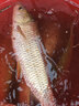 創(chuàng)威凌天三代釣魚竿手竿碳纖維魚桿十大物魚竿全套一套臺(tái)釣魚竿漁具 5.4m 全能 曬單實(shí)拍圖