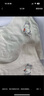 浪莎少女內衣學(xué)生發(fā)育期純棉抗菌防凸點(diǎn)8-14歲女童小背心第一階段 M 曬單實(shí)拍圖