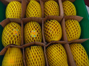 佳沛（zespri）新西蘭 陽光金奇異果12粒禮盒特大果單果約122-146g 獼猴桃 水果 曬單實(shí)拍圖