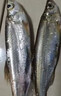 翹嘴小藥釣魚(yú)餌料黑坑野釣專(zhuān)攻釣大翹嘴白條魚(yú)專(zhuān)用餌料誘魚(yú)開(kāi)口劑 1瓶【翹嘴狂提】新手也能爆護 曬單實(shí)拍圖