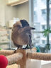 喜鵲飼料幼鳥(niǎo)提性開(kāi)口營(yíng)養鳥(niǎo)糧灰喜四喜鷯哥伯勞鳥(niǎo)通用高營(yíng)養鳥(niǎo)食 1袋裝【喜鵲鳥(niǎo)糧】 曬單實(shí)拍圖