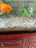 瘋狂水草水晶石英砂5斤1.0-2.0mm魚(yú)缸沙底砂魚(yú)缸造景魚(yú)缸沙子底砂免洗底沙 曬單實(shí)拍圖