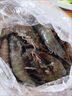 賣魚郎先生蝦 青島鹽凍大蝦凈重3.6斤 25-30只/斤 青蝦海蝦生鮮 蝦類 曬單實(shí)拍圖