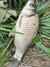 過(guò)江風(fēng)釣魚(yú)餌料誘魚(yú)劑鯽魚(yú)鯉魚(yú)專(zhuān)用餌料野釣黑坑濃腥正品通殺魚(yú)餌 買(mǎi)三贈二【一秒上魚(yú)】 曬單實(shí)拍圖