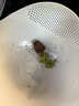 虹之玉多肉植物彩色系列紅色精品多肉辦公室室內(nèi)陽臺桌面 虹之玉小苗2-3厘米【1顆】 曬單實拍圖