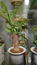 雙盟四盆組合植物室內綠植盆栽發(fā)財樹(shù)九里香椰子金鉆好養活源頭直發(fā)  曬單實(shí)拍圖