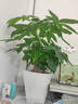 大型植物發(fā)財樹(shù)各種大顆盆栽開(kāi)業(yè)喬遷客廳辦公室內好養大型綠植 獨桿發(fā)財樹(shù)40-50cm+黑福盆 曬單實(shí)拍圖