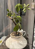 行湘造型鴨腳木八方來(lái)財綠植 造型鴨腳木+米白四方糖陶瓷盆 源頭直發(fā) 曬單實(shí)拍圖
