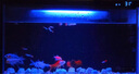 米家（MIJIA）小米米家智能生態(tài)魚缸還原自然生態(tài)補倉一次三月無憂出差旅行必備 曬單實拍圖
