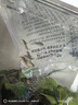花椒鼠魚(yú)花鼠魚(yú)熱帶觀(guān)賞魚(yú)溫和底棲清潔魚(yú)小型魚(yú)工具魚(yú)除藻觀(guān)賞魚(yú) 花椒鼠5條 送2條備損 2-3cm 曬單實(shí)拍圖