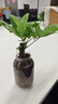 【帶盆高度約15-25cm】特價(jià)發(fā)財樹(shù)盆栽室內植物客廳自吸水好養 單桿發(fā)財樹(shù)+白南瓜自吸水盆 花盆直徑約10cm 曬單實(shí)拍圖