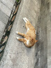樸西小鯊魚軟底兒童涼拖鞋男童夏季寶寶洗澡防滑家居室內拖鞋女童 曬單實拍圖
