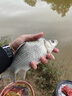 久巖尤尼吉可線(xiàn)組釣魚(yú)線(xiàn)子線(xiàn)強拉力低延展黑坑正品競技魚(yú)線(xiàn) 尤尼吉可線(xiàn)組【5.4米】無(wú)結綁制 1.2號 曬單實(shí)拍圖