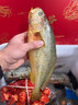 【現(xiàn)貨】軒農(nóng)谷海鮮禮盒帝王蟹佛跳墻龍蝦中秋送禮國慶海鮮大禮包 【福星高照】9斤8種海鮮禮盒 曬單實拍圖