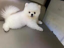春燕美寵純種博美幼犬博美犬茶杯犬寵物狗活體白色長(cháng)不大的茶杯狗小狗幼崽 曬單實(shí)拍圖