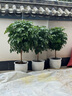 田園花木特大號陶瓷花盆大口徑家用客廳落地發(fā)財樹(shù)龜背竹專(zhuān)用白色幾何花瓶 低腰白金藤蔓特大號+托盤(pán) 曬單實(shí)拍圖