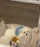 朵蔓純種比熊幼犬小型活物雙血統(tǒng)飛耳卷毛比熊犬家養(yǎng)寵物狗長不大可愛 血統(tǒng)級(jí) 比熊 公 曬單實(shí)拍圖