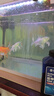 修醫(yī)寵亞甲基藍(lán)魚(yú)藥魚(yú)缸殺菌消毒水族錦鯉鸚鵡白點(diǎn)小瓜蟲(chóng)寄生蟲(chóng)650ml 曬單實(shí)拍圖