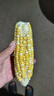 京鮮生云南水果玉米5斤 鮮甜玉米棒 甜脆多汁 新鮮蔬菜 源頭直發(fā)包郵 曬單實(shí)拍圖