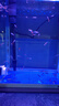 寵小俠純種孔雀魚觀賞魚好養(yǎng)耐活淡水小型魚熱帶魚鳳尾熱帶魚小魚苗 練手孔雀2-3cm60條（40送20備損 曬單實(shí)拍圖