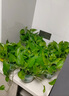 雙盟綠蘿盆栽除甲醛綠植辦公室新房?jì)艋諝?80自吸水16盆裝源頭直發(fā) 曬單實(shí)拍圖