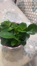圓葉吸毒王碧玉公主豆瓣綠年宵花擺件植物桌面四季常青花凈化空氣 碧玉+透明繁星塑料蓄水盆【送營(yíng)養土+肥】 曬單實(shí)拍圖