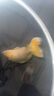 光威龍云釣魚(yú)碳素抄網(wǎng)套裝超輕超硬網(wǎng)桿撈魚(yú)網(wǎng)兜抄網(wǎng)頭碳鎂合金網(wǎng)頭 2.7m 龍云抄網(wǎng)桿單桿 曬單實(shí)拍圖