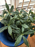 金邊瑞香盆栽濃香型老樁大苗帶花苞耐寒陽臺花卉植物室內(nèi)花年宵花 瑞香八年壯苗爆款苗【開花爆盆】原盆 曬單實(shí)拍圖