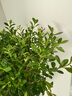 開(kāi)時(shí)果 小葉赤楠盆景擺件 辦公室桌面綠植花卉好養盆栽植物源頭直發(fā)包郵 【熱銷(xiāo)款】舍得紫砂盆+苔蘚+底座 曬單實(shí)拍圖